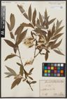 Foto von Salix alba L.